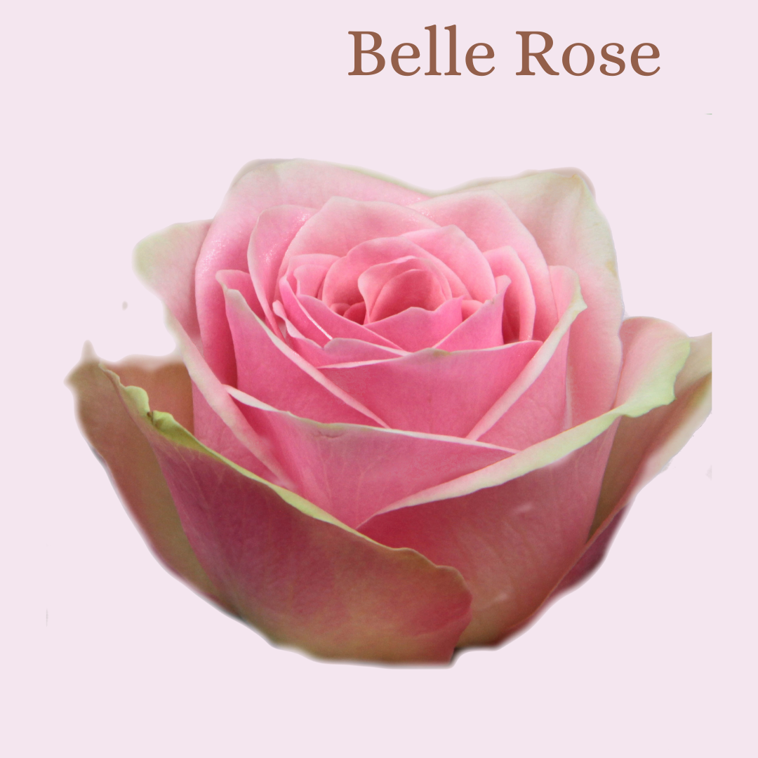 ROSE BELLE ROSE 50